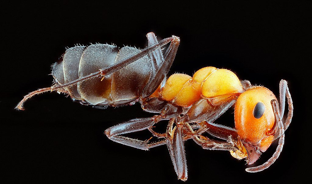 Ant Control service in Evansville, IN
