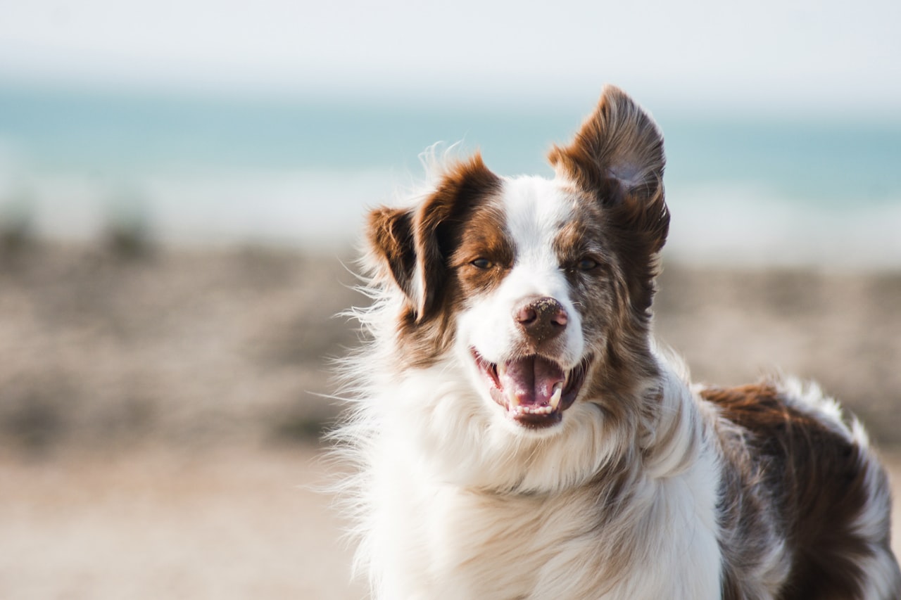 Flea & Tick Control service in Evansville, IN