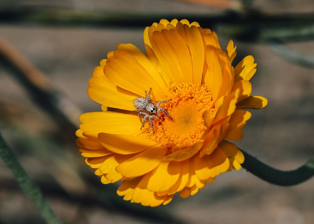 Spider Control service in Evansville, IN